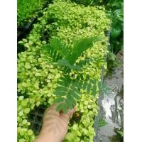 ราคา กล้ามะขามเปี้ยวยักษ์ฝักใหญ่ ต้นกล้า 10บาท พร้อมปลูก ซื้อ 10 แถม 2 (20348858262)