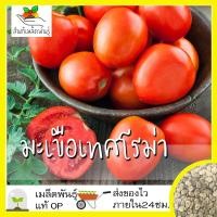 ราคา เมล็ดพันธุ์ มะเขือเทศ โรม่า 50 เมล็ด Roma Tomato Seed เมล็ดพันธุ์แท้ นำเข้าจากต่างประเทศ ปลูกผัก สวนครัว โตไว ปลูกง่าย (7154602261)