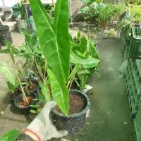 ราคา SALE 20 บาท เท่านั้น อโลคาเซีย Alocasia ว่านพญาจงอาง ความเชื่อปลูกไว้กันงู สรรพคุณแก้พิษสัตว์กัด (10463866116)