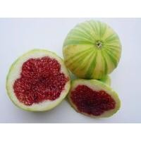 ราคา 10 เมล็ด เมล็ดมะเดื่อฝรั่ง Figs Plant สายพันธุ์ Tiger Panache ของแท้ 100 มะเดื่อฝรั่ง หรือ ลูกฟิก Fig อัตราการงอก 70 80 Figs Plant seeds (9078447211)