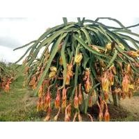 ราคา DRAGON FRUIT ต้นแก้วมังกร พันธุ์เหลืองเอกวาดอร์ เนื้อขาว เปลือกสีเหลือง รสหวาน กรอบ จัดส่งพร้อมถุงชำ 6 นิ้ว (2915980882)