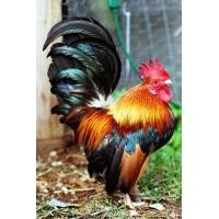 ราคา ยอดนิยมมาเลย์เซียไก่ภาพถ่ายไก่รูปนกเครื่องตกแต่งฝาผนังศิลปะที่สวยงามเครื่องตกแต่งฝาผนังขนนกศิลปะบนผนังธรรมชาติฟาร์มสัตว์นก Pr (20239927936)