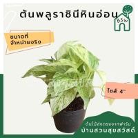 ราคา พลูด่างราชินีหินอ่อน กระถาง 4 นิ้ว (9887388676)