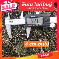 ราคา ยิมโนไซค์ใหญ่ 4 6cm ขึ้นไป ไม้เมล็ดเชื้อด่าง ไม้เมล็ดพร้อมให้ดอก เก็บจากโคลนดัง ไม้จากสวนเราเอง ยิมโนGymnocalycium (10159008458)