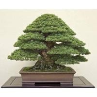 ราคา 25 เมล็ดพันธุ์ เมล็ด สนดำญี่ปุ่น สนญี่ปุ่น บอนไซ JAPANESE BLACK PINE SEEDS อัตราการงอก 80 85 (11769197819)