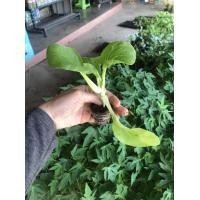 ราคา ต้นกล้า ผักกาดฮ่องเต้ Pak Chai หรือกวางตุ้งฮ่องเต้ พร้อมปลูก 1 ต้น 10 บาท (6443132886)