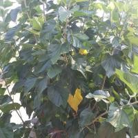 ราคา กิ่งพันธุ์หม่อนบุรีรัมย์ 60ใบใหญ่ 15 กิ่ง (2602262053)