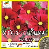 ราคา เมล็ดพันธุ์ ชุด ดอกดาวกระจาย ดอกคอสมอส ปลูกง่าย ทนร้อนโตไว พร้อมส่ง ดาวกระจายเซนเซชั่น สีขาว พิโคที สีแดง สีชมพู สีเหลือง ขายดี (8914617424)