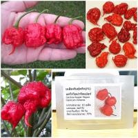 ราคา เมล็ดพันธุ์ พริกแคโรไลน่ารีพเปอร์ Carolina Reaper Pepper F1 Seed 10 เมล็ด คุณภาพดี ราคาถูก ของแท้ (7213560293)