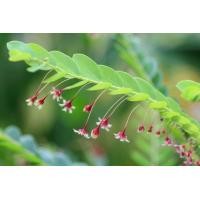 ราคา ต้นพันธุ์ ลูกใต้ใบ 29 บาท ลูกใต้ใบ สมุนไพรชั้นเลิศ สรรพคุณเพียบ สมุนไพรไม้เป็นยา ลูกใต้ใบ ยาแก้สารพัด (19593251874)