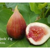 ราคา พันธุ์ Black Jack ต้นมะเดื่อฝรั่ง Figs มะเดื่อ มะเดื่อฝรั่ง Fig ต้นสมบูรณ์มาก รากแน่นๆ ลำต้นสูง 50 ซม จัดส่งพร้อมกระถาง 6 นิ้ว (8274505945)