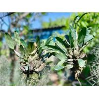 ราคา กล้วยไม้เอื้องผึ้ง ไม้กอ ขนาด 13 17 ลำต้น เกาะไม้ยาว 6 นิ้ว ใกล้ออกดอกแล้ว กล้วยไม้เอื้องผึ้ง แบบ 1 ไม้และ 2 ไม้ ขุนเขาการ์เด้น (15720375831)