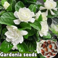 ราคา พร้อมส่ง ง่ายต่อการปลูกเมล็ด Gardenia เมล็ดสด 100 บรรจุในถุง 100 เมล็ดเหมาะสำหรับปลูกกระถางสวนปลูกกระถางเมล็ดดอกไม้ ไม้ดอกไม้ประดับ ปลูกได้ทั่วไทยเมล็ดพันธุ์ไม้ดอกไม้ประดับ ออกดอกสดสวยงามเมล็ดพันธุ์ไ 