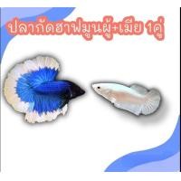 ราคา ฮาฟมูน 2ตัว ผู้ เมีย ไข่แน่น พร้อมผสม คละสี (21200771444)