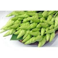 ราคา เมล็ดพันธุ์ ชมจันทร์ ดอกชมจันทร์ งอกดี โตไว เมล็ดคัดพิเศษ 10 แถม 1 คละได้ (19477169647)