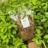 ราคา ใบพลูคาว ตากแห้ง พลูคาว คาวตอง Plu kaow ขนาด 50 100 กรัม ผักพื้นบ้าน สารพัดประโยชน์ ผักสมุนไพรอบแห้ง ใช้เป็นชาหรือประกอบอาหาร Tamnak sukaphap Lazada (20456793850)