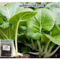 ราคา เมล็ดพันธุ์ กวางตุ้ง กวางตุ้งเบบี้ กวางตุ้งเบบี้ต้นขาว 400 1000 เมล็ด 10 แถม 1 คละได้ (19477022868)