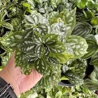 ราคา Aluminum Plant ต้นเศรษฐีนำโชค นำความมงคลแก่ชีวิต โชคลาภ (20791529048)