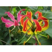 ราคา 5หัว ชุด ดองดึง หัวฟาน พันมหา Gloriosa Superba ว่านเลื้อย ว่านก้ามปู (8683675667)