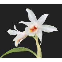 ราคา เอื้องแซะภูกระดึง ดอกหอม Dendrobium christyanum ดอกขาว กล้วยไม้ หายาก แต่งสวน ต้นไม้ (17062375633)