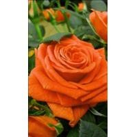 ราคา 28 เมล็ด เมล็ดพันธุ์ Home Seed กุหลาบ สีส้ม Rose Seeds ดอกใหญ่ นำเข้าจากต่างประเทศ (4523946324)