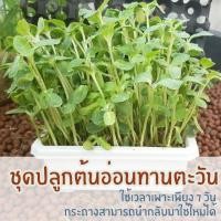 ราคา ชุดปลูกต้นอ่อนทานตะวัน ต้นอ่อนผักบุ้ง ต้นอ่อนข้าวสาลี ต้นอ่อนไควาเระ ต้นอ่อนโต้วเหมี่ยว ถั่วลันเตา ชุดเริ่มต้น (864172789)