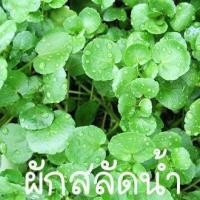 ราคา ผักสลัดน้ำ วอเตอร์เครส ถูกที่สุด10บ เมล็ดพันธุ์ผักสลัดน้ำ วอเตอร์เครส 50 เมล็ด งอกง่าย โตไว พุ่มใหญ่ ทานอร่อย (13158537162)