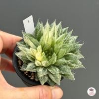 ราคา Haworthia Decipiens variegated ฮาโวเทีย ไม้อวบน้ำ กุหลาบหิน cactus succulentหลากหลายสายพันธุ์ (19056852081)