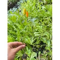 ราคา ต้นกล้า พริกองุ่น พร้อมปลูกต้นกล้าละ 19 บาท (18837007512)