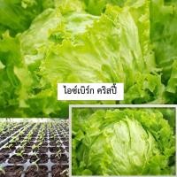 ราคา เมล็ดไอซ์เบิร์ก 200 เมล็ด ซื้อ10แถม1 คละได้ (15789676708)