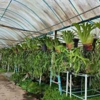 ราคา เฟิร์นชายผ้าสีดา สายยาว 1 เมตร จำนวน 1 หัว พฤกษา14กล้วยไม้ป่า (18646129973)