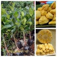 ราคา ต้นขนุน ขนุนเพชรราชา ทาบกิ่ง พร้อมปลูก จัดส่งพร้อมถุง 6 นิ้ว ลำต้นสูง 80 ซม (20968802321)