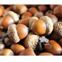 ราคา เมล็ดพันธุ์ต้นโอ๊ค oak seed เมล็ดต้นโอ๊คนำเข้า ปลูกง่ายเป็นไม้เศรษฐกิจ (13022955693)