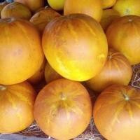 ราคา เมล็ดพันธุ์ แตงไท แตงไทย แตงไทยผลกลม 40 320 เมล็ด 10 แถม 1 คละได้ (8785403869)