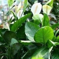 ราคา ต้นเดหลี หรือ กวักเงินกวักทอง พร้อมดอก Spathiphyllum sp เดหลี หรือ กวักเงินกวักทอง เป็นไม้มงคลประดับบ้าน (20987371189)