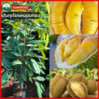 ราคา ต้นทุเรียนก้านยาว ทุเรียนต้นกล้าเสียบยอดสูง 60 80 ซม ดีที่สุดในประเทศไทยทุเรียนสุดอร่อย ผลไม้เพียบ (16940250741)