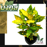 ราคา ต้นโกศล ต้นโกสน โกสน ไม้มงคล ในถุงชำต้นแข็งแรง พร้อมส่ง ต้นไม้มงคล โกศล Croton ใบทองเขียวจุด เหลืองทอง โกสน พันธุ์ใบขนุน ต้นไม้ สวย (17735459248)