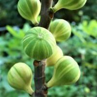 ราคา 10 เมล็ด เมล็ดมะเดื่อฝรั่ง Figs สายพันธุ์ Tiger Panache ของแท้ 100 มะเดื่อฝรั่ง หรือ ลูกฟิก Fig อัตรางอก 70 80 Figs seeds มีคู่มือวิธีปลูก (8907191042)