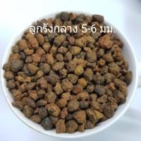 ราคา หินโรยหน้ากระถาง 1 กิโลกรัม หิน หินโรยแคคตัส หินใส่ตู้ปลา หินตกแต่งตู้ปลา หินโรยกระถาง ถูกมาก (11737032058)