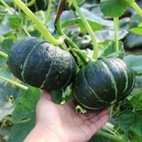 ราคา เมล็ดพันธุ์ ฟักทองญี่ปุ่น ฟักทองพวงญี่ปุ่น สีเขียว 10 แถม 1 คละได้ (20767452409)