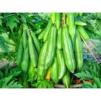 ราคา เมล็ดพันธุ์มะละกอพันธุ์ต่างๆมี 9 สายพันธุ์ เลือกสั่งได้นะคะ (9237088093)