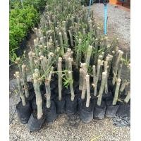 ราคา ไผ่บงหวาน หน่อดิบกินได้ หวานหอม พร้อมปลูก (19993153758)