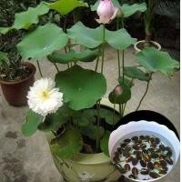 ราคา 5 เมล็ด เมล็ดบัว ดอกสีชมพู ดอกเล็ก พันธุ์แคระ จิ๋ว เมล็ดพันธุ์บัวดอกบัว เม็ดบัว สวนบัว บัวอ่าง Lotus Seed (9126583884)