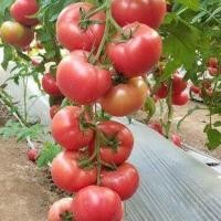 ราคา มะเขือเทศสีดา ถูกที่สุด10บ เมล็ดพันธุ์มะเขือเทศสีดา 20 เมล็ด ปลูกง่าย ขึ้นไว มะเขือเทศส้มตำ (13062186637)