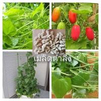 ราคา เมล็ดผักตำลึงพร้อมคู่มือเพาะปลูกชุด10เมล็ดแถมเมล็ดผักสวนครัวอื่นๆ (16767686886)