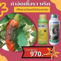 ราคา พริกใบด่าง โรคกุ้งแห้ง กำจัดโรคพริก จากเชื้อราต่างๆ ปลอดสารพิษ ไอเอส และ FK T ใช้ได้ทุกพืช โดย FK (16376285930)