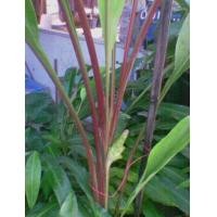 ราคา 2 เหง้า ว่านพญาว่าน พญาว่าน เป็นสุดยอดของบรรดาว่านทุกชนิด พร้อมจัดส่ง (9126016177)