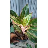 ราคา ต้นมีแล้วรวยหรือมณีล้อมเพชร อโกลนีมา ไม้มงคล เรียกทรัพย์ ในกระถาง 6 8นิ้ว (11545008479)