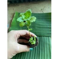 ราคา ต้นกล้าเก็กฮวยขาว ช่วยรักษาและป้องกันโรคเส้นเลือดหัวใจตีบ ช่วยขยายหลอดเลือด ลดการเกิดภาวะหัวใจล้มเหลว กล้าละ 19บาท (17418212813)