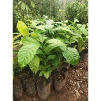 ราคา ต้นกาแฟโรบัสต้า ชุมพร 1ลังบรรจุ 10 ต้น (16206134727)